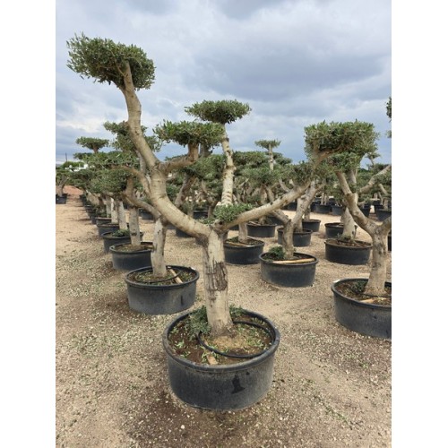 Olea plato tronco joven circunf.  30/40 150 lt B